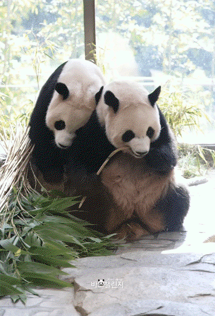 zoofUJ.gif