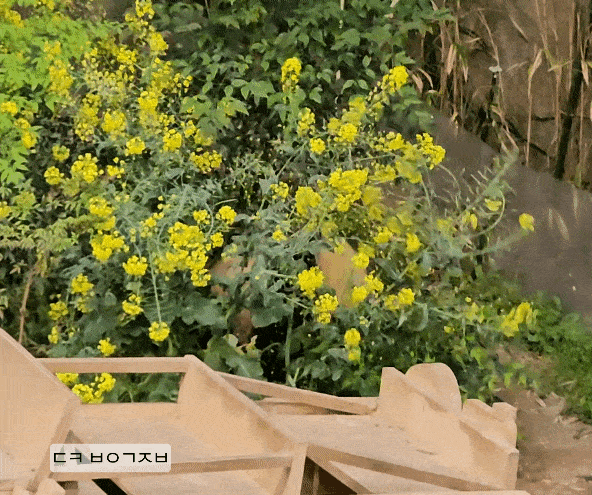 zsaiwC.gif