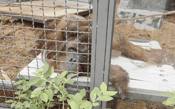 zuLhLA.gif