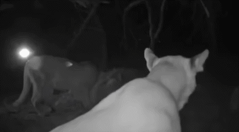 zvKkRz.gif